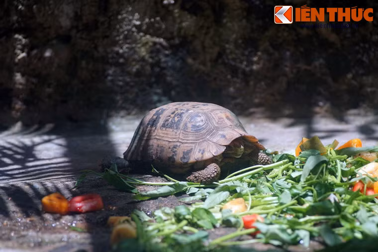 Một đại diện khác của họ rùa ở Thảo Cầm Viên là rùa núi vàng. Đây là một loài rùa núi có khu vực phân bố khá rộng ở Việt Nam.