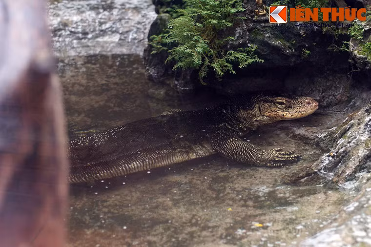 Đúng như tên gọi của mình, kỳ đà nước thích sống gần môi trường nước như bờ sông bờ suối. Một trong các cá thể kỳ đà nước ở Thảo Cầm Viên được người dân bắt ở bờ sông Rạch Bàng, quận 7 TP HCM vào tháng 7/2016.