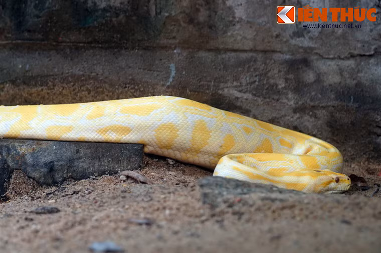 Con trăn vàng là dạng bạch tạng của trăm gấm, có màu vàng rực rỡ rất bắt mắt.