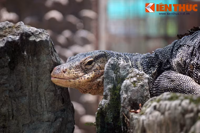 Kỳ đà nước hay kỳ đà hoa là một loài bò sát bản địa khác của Việt Nam. Có thể dài tới 2,5 m khi trưởng thành, chúng là loài thằn lằn kích thước lớn nhất Việt Nam.