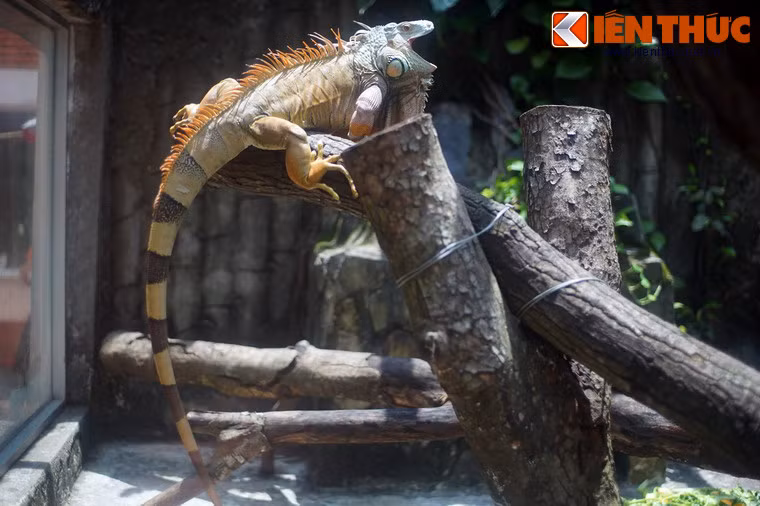 Trong bộ sưu tập bò sát ở Thảo Cầm Viên Sài Gòn, gây ấn tượng bậc nhất phải kể đến rồng Nam Mỹ.