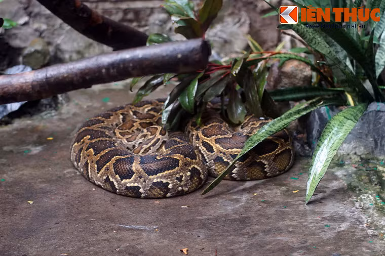 Họ nhà rắn ở Thảo Cầm Viên có sự góp mặt của loài trăn gấm, một loài bò sát bản địa Việt Nam. Từng được ghi nhận với chiều dài tới 10m, chúng là thành viên thuộc phân họ rắn dài nhất thế giới.