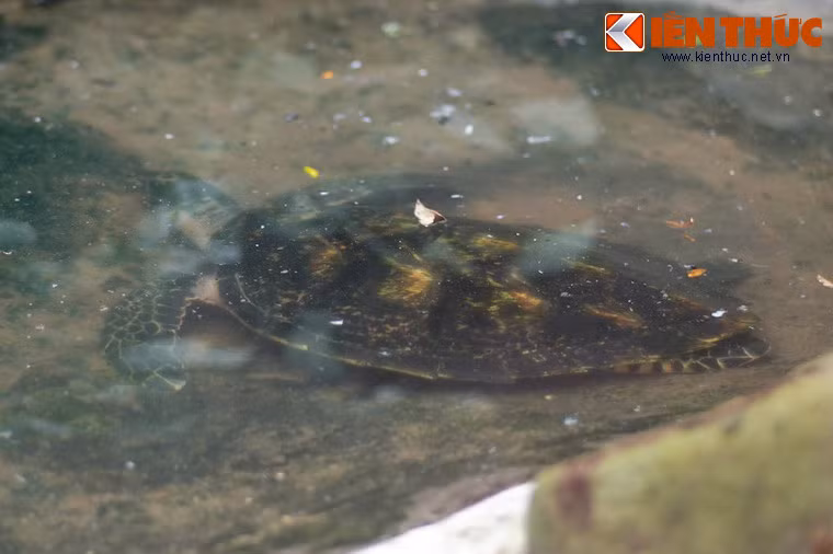 Đáng ngạc nhiên là có lúc trong bộ sưu tập bò sát của Thảo Cầm Viên xuất hiện cả... rùa biển. Dường như cá thể rùa này được nuôi tạm ở đây trước khi chuyển đến một môi trường phù hợp hơn.