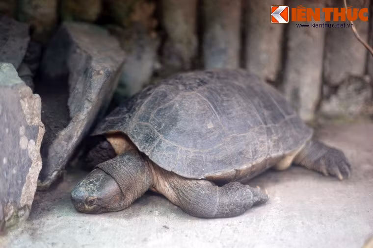 Trong các loài bò sát họ nhà rùa ở Thảo Cầm Viên, đáng chú ý nhất là rùa răng. Với chiều dài đạt tới 50cm, cân nặng 15 kg khi trưởng thành, đây là loài lớn nhất trong họ Rùa đầm ở Việt Nam.