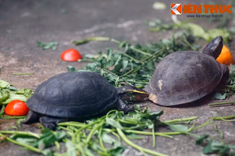 Cũng là một loài bản địa Việt Nam, rùa hộp lưng đen là một loài rùa độc đáo, có thể khép kín 100% cơ thể trong mai nhờ cơ chế "đậy nắp", không để lộ ra một phần thịt nào.