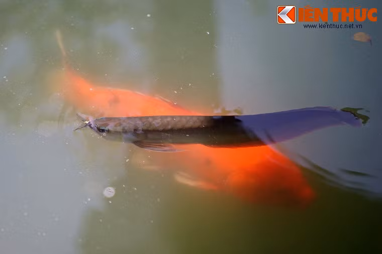 Đó là hồ Thái Dịch ở phía sau Ngọ Môn hay hồ sen trong cung Diên Thọ, nơi cá rồng được nuôi chung với cá chép Nhật Bản.