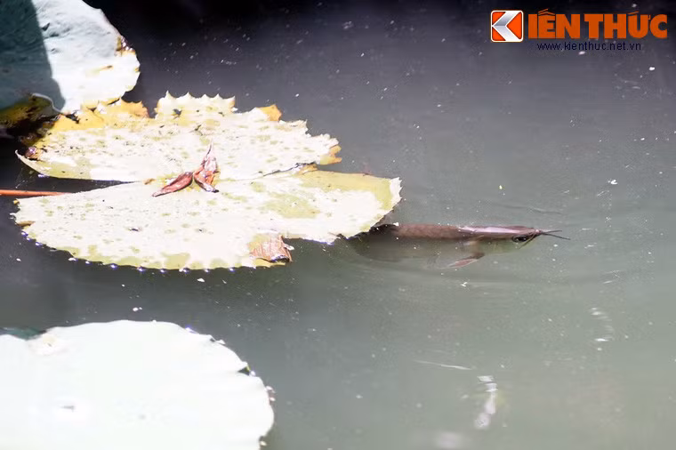 Trên thị trường, giá cá rồng phụ thuộc vào chủng loại, kích cỡ và vẻ đẹp của từng chú cá, có thể dao động từ vài triệu đồng cho tới hàng trăm triệu đồng.