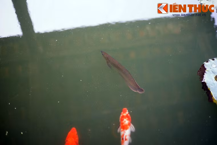 Việc đưa cá rồng trở lại hồ sẽ không đơn giản, vì nhiều chú cá có thể sẽ theo hệ thống thoát nước sang các khu vực nằm ngoài Tử Cấm Thành.