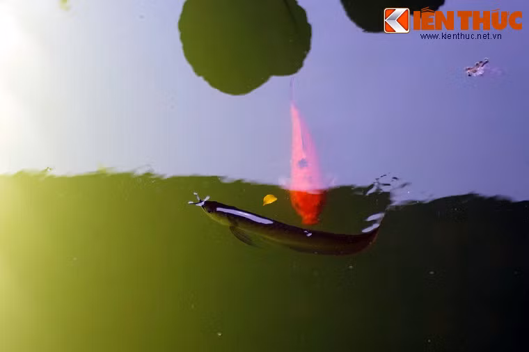 Những con cá rồng được nuôi trong Tử Cấm Thành Huế có kích thước trung bình, dài từ 20-30cm, màu xám.