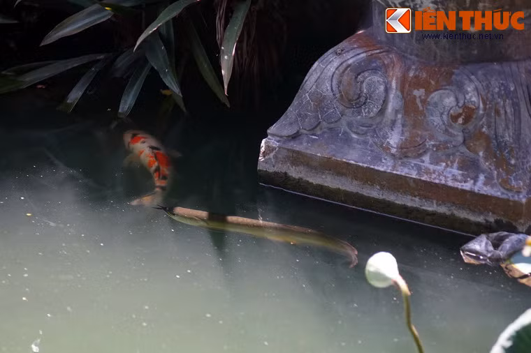 Được mệnh là loài cá "đế vương", sự hiện diện của cá rồng có vẻ khá phù hợp với khung cảnh của Tử Cấm Thành Huế - nơi cư ngụ của các hoàng đế nhà Nguyễn.