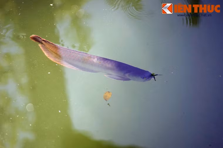 Tử Cấm Thành Huế dường như là một ngoại lệ, khi du khách có thể ngắm nhìn cá rồng bơi lội trong các hồ nước có tuổi đời nhiều thế kỷ của di tích này.