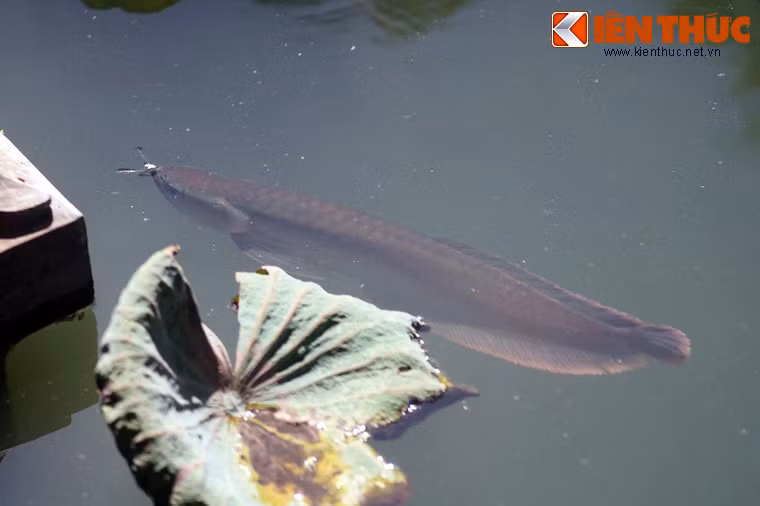 Dù không được chăm bẵm cẩn thận như khi nuôi trong bể kính, những chú cá rồng "hoang dã" này trông vẫn khá lành lặn và khỏe khoắn.