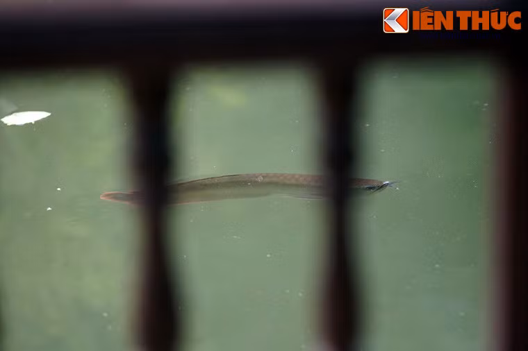 Theo phản ánh của báo chí, trong những ngày vừa qua, tình trạng mưa lớn đã khiến Tử Cấm Thành Huế bị ngập, khiến nhiều cá rồng "sổng" ra khỏi hồ.