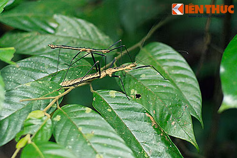 Tại khu vực rừng Cúc Phương, có thể tìm thấy bọ que ở mọi nơi, từ vùng lõi rừng rậm rạp cây cối cho đến các điểm dân cư ở bìa rừng.