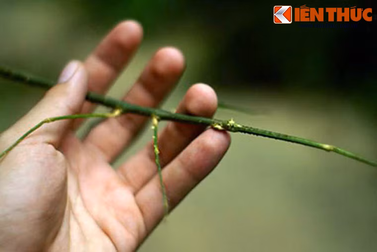 Đặc điểm ngụy trang về hình dạng và màu sắc này là sự thích nghi kiểu gene được hình thành dưới tác dụng của chọn lọc tự nhiên qua một quá trình tiến hóa hàng triệu năm.