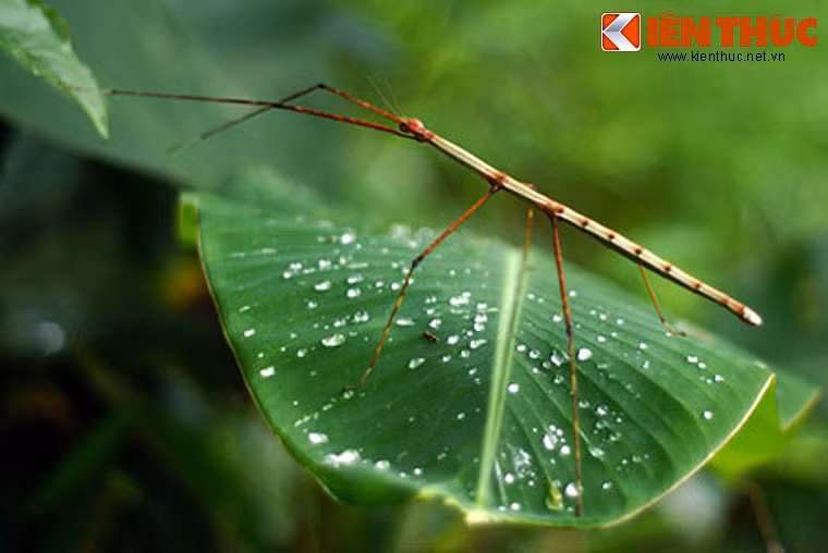 Không chỉ đặc biệt bởi tài ngụy trang, bọ que cũng sở hữu chiều dài vô địch trong giới côn trùng. Những con bọ que trưởng thành của một số loài có thể đạt tới chiều dài 30cm. Những trường hợp kỷ lục được ghi nhận đạt đến 60cm.