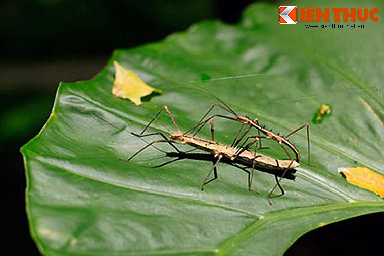 Nơi sinh sống chủ yếu của loài bọ que là ở các khu rừng nhiệt đới và cận nhiệt đới, đa dạng lớn nhất là ở Đông Nam Á và Nam Mỹ, sau đó là Australia. Thức ăn chủ yếu của chúng là lá cây.