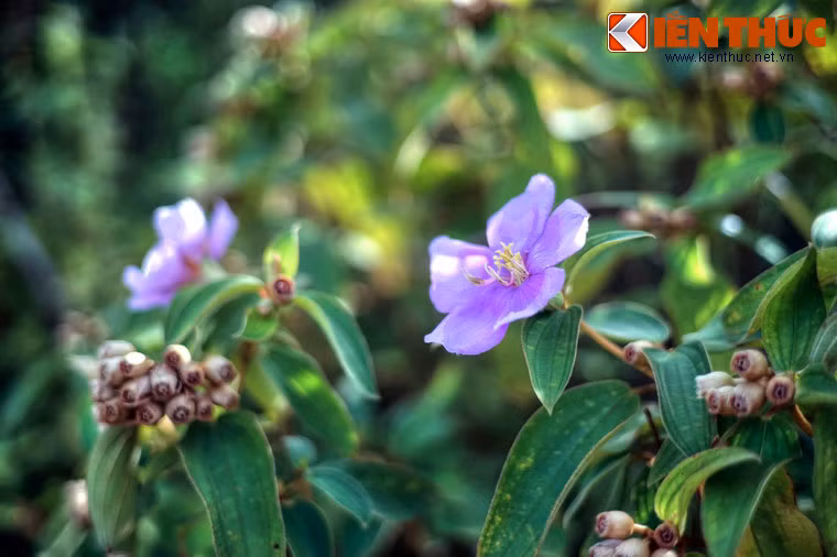 Hình ảnh con đèo này đã đi vào nhiều tuyệt phẩm thơ cổ của Lê Thánh Tông, Nguyễn Thiếp, Vũ Tông Phan, Ngô Thì Nhậm, Nguyễn Du, vua Thiệu Trị, Nguyễn Hàm Ninh, Bà huyện Thanh Quan, Nguyễn Phúc Miên Thẩm, Nguyễn Văn Siêu, Cao Bá Quát...