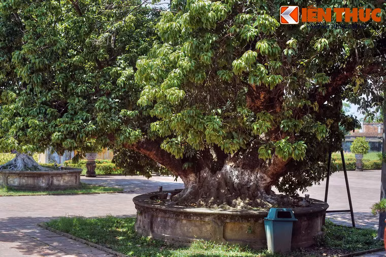 Cung Diên Thọ cũng là nơi lưu giữ nhiều cây cổ thụ vào loại quý nhất của Đại Nội. Điều này càng làm tôn thêm giá trị cảnh quan của cung.