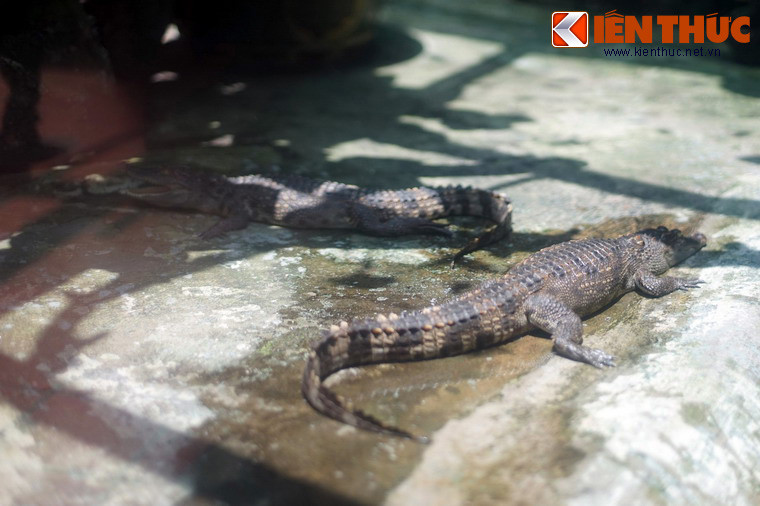 Thiết nghĩ, với những ý kiến thuyết phục của nhà sử học Đào Duy Anh, bí ẩn truyền đời về loài giao long/thuồng luồng ở Việt Nam đã được làm sáng tỏ...