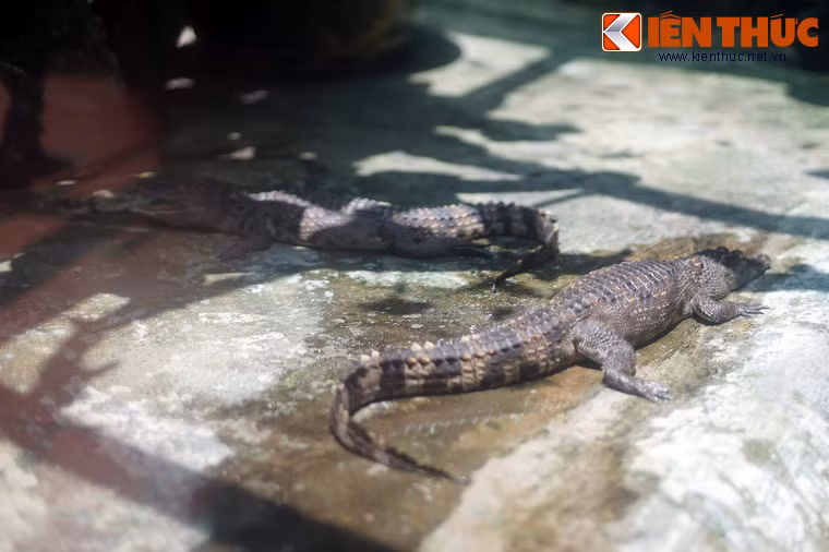 Thiết nghĩ, với những ý kiến thuyết phục của nhà sử học Đào Duy Anh, bí ẩn truyền đời về loài giao long/thuồng luồng ở Việt Nam đã được làm sáng tỏ...