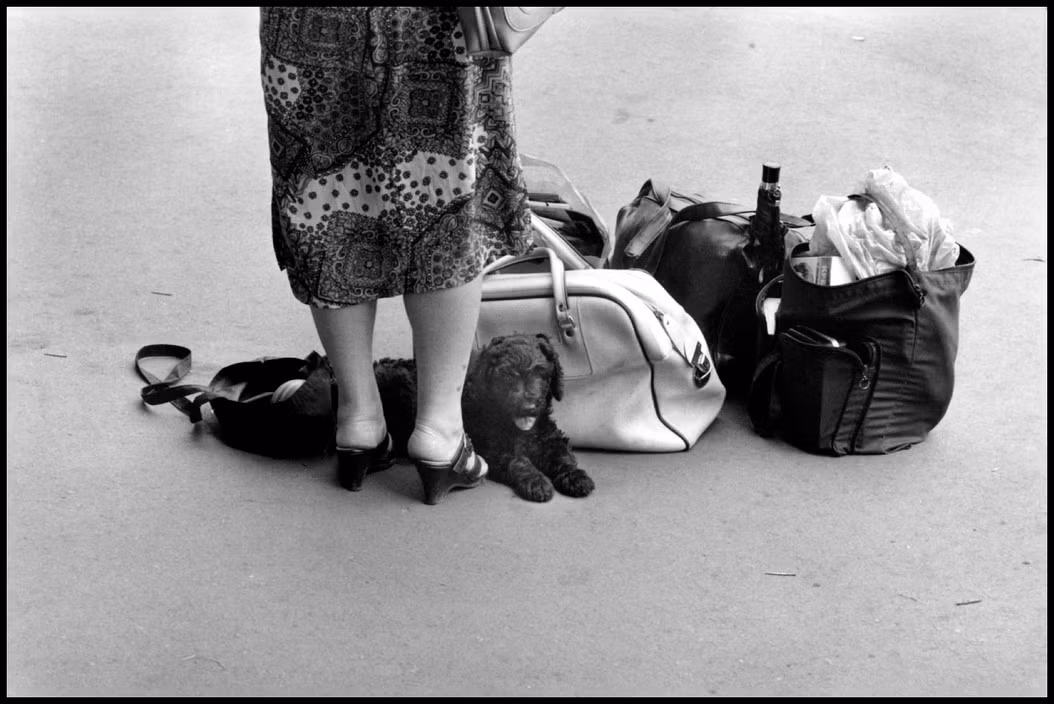 Chú chó và các túi hành lý của một người phụ nữ trên sân ga, 1988. Ảnh: Elliott Erwitt / Magnum Photos.