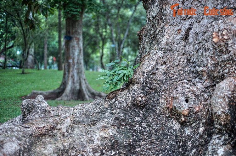 Xung quanh khu nhà chính của Dinh Độc Lập là những bãi cỏ xanh mướt cùng rất nhiều cây cổ thụ, khiến toàn bộ khuôn viên Dinh có vai trò như một công viên, lá phổi xanh của thành phố. (Bài có sử dụng tư liệu của Cục Di sản văn hóa).