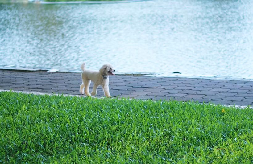 Những con chó nuôi, không đeo rọ mõm vẫn được chủ thả vô tư trong khu vực công viên Thống Nhất (Hà Nội).