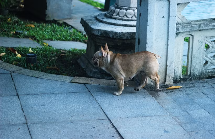 Điều đáng nói, khi PV Kiến Thức hỏi về Nghị định 90/2017/NĐ-CP sẽ xử phạt hành chính nếu người dân vi phạm, một chủ chó nói theo kiểu "nước đến chân mới nhảy": "Khi nào bị phạt tiền mới tính sau".