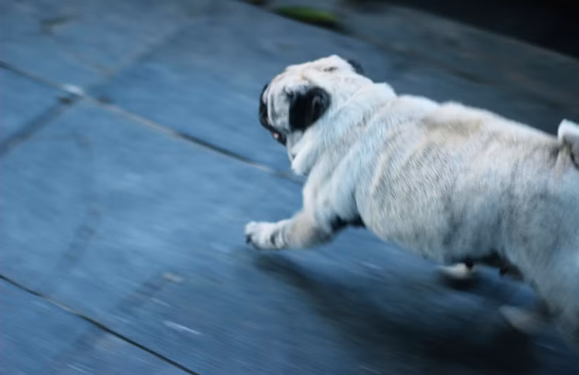 Chó không đeo rọ mõm chạy long nhong quanh khu vực tượng đài Lý Thái Tổ (Hoàn Kiếm, Hà Nội).