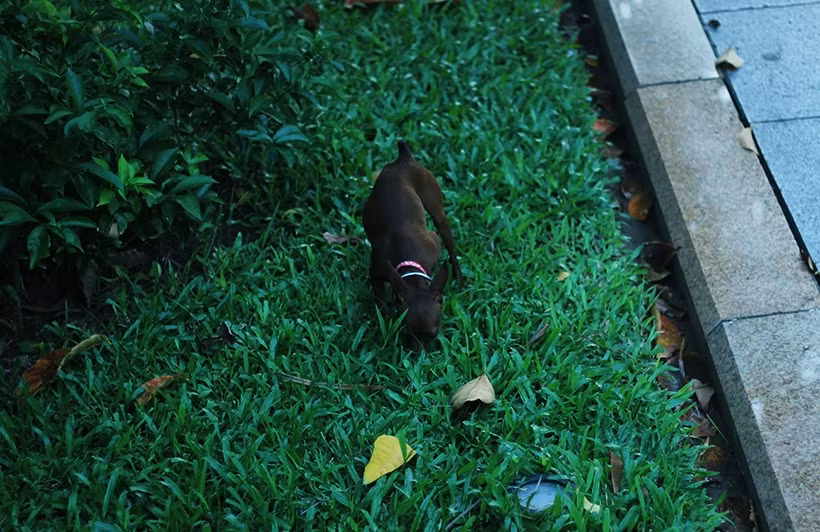 Chó nhỏ, chó cảnh không đeo rọ mõm, không được chủ dắt, thả trong công viên Thống Nhất (Hà Nội) rất đông.