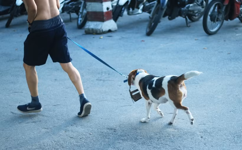 Nếu có rọ mõm, chủ chó cũng chỉ treo ở cổ giống như kiểu "chống đối".