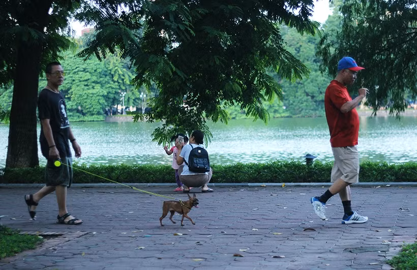 Tại khu vực hồ Hoàn Kiếm, chó cảnh được chủ thả ra nơi công cộng không đeo rọ mõm cũng rất đông.
