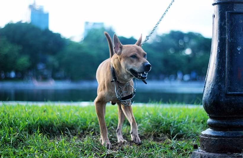 Rọ mõm được đeo ở cổ chó thay vì treo lên miệng.