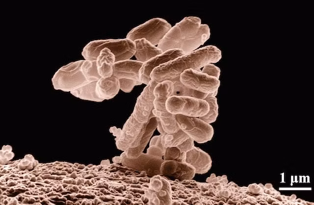 Theo kết quả nghiên cứu, chỉ riêng đường ruột của con người đã chứa đến 2 kg vi khuẩn.