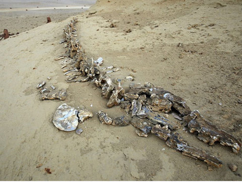 Những bộ xương cá voi cổ đại trong sa mạc Wadi Al-Hitan cung cấp manh mối quan trọng đó là chúng tiến hóa từ loài thú có chân sống trên cạn.