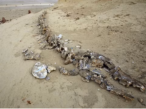 Những bộ xương cá voi cổ đại trong sa mạc Wadi Al-Hitan cung cấp manh mối quan trọng đó là chúng tiến hóa từ loài thú có chân sống trên cạn.