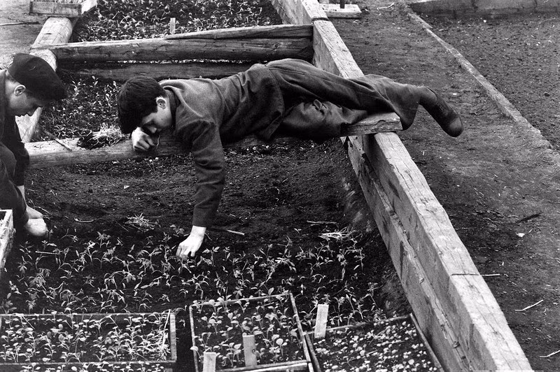 Hai chàng trai người Liên Xô chăm chút, vun trồng cho những cây con.