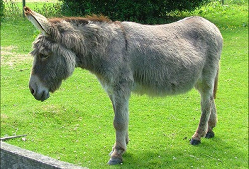 Thành phố Oklahoma, Mỹ cấm người dân để lừa ngủ trong bồn tắm sau 19h tối.