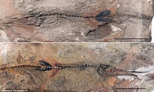 Hóa thạch cá thằn lằn 90 triệu năm tuổi.