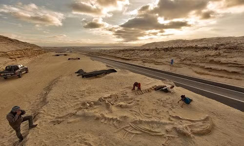 Năm 2010, các chuyên gia khảo cổ phát hiện bộ xương hóa thạch của 75 con cá voi, được tin là có niên đại trên 2 triệu năm tại nghĩa địa cá voi thời tiền sử ở sa mạc Atacama, Chile.