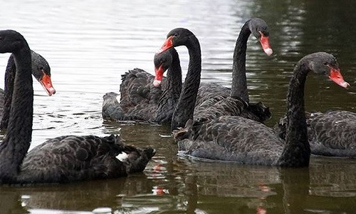 Đàn thiên nga được thả ở Hồ Gươm.