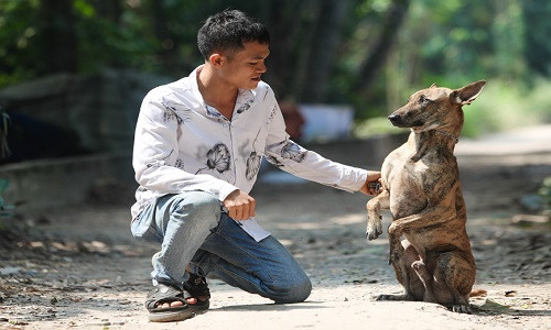 Ông chủ trại chó Phú Quốc cho biết mình đến với nghề nuôi giống chó này thật tình cờ từ lần đầu tiên nhìn chú chó chủ mang về mà anh rất thích phải đổi lương đầu bếp để mua. Ảnh: Hải An.