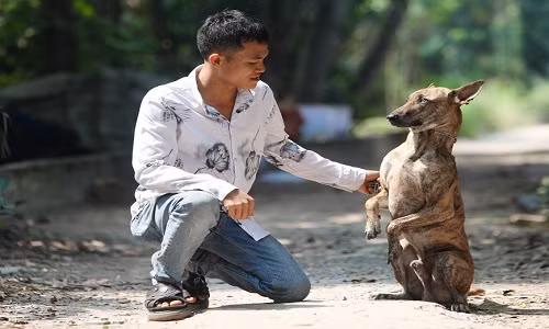Ông chủ trại chó Phú Quốc cho biết mình đến với nghề nuôi giống chó này thật tình cờ từ lần đầu tiên nhìn chú chó chủ mang về mà anh rất thích phải đổi lương đầu bếp để mua. Ảnh: Hải An.