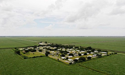 Làng Miracle nằm giữa cánh đồng mía bát ngát, tách biệt với khu dân cư.