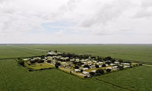 Làng Miracle nằm giữa cánh đồng mía bát ngát, tách biệt với khu dân cư.