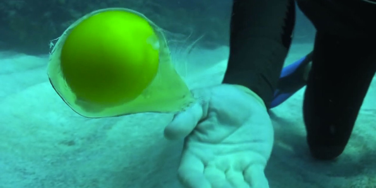 Theo đó, các chuyên gia vô cùng bất ngờ khi quả trứng không hề vỡ mà lơ lửng như một con sứa dưới đáy biển sau khi được tách khỏi lớp vỏ.