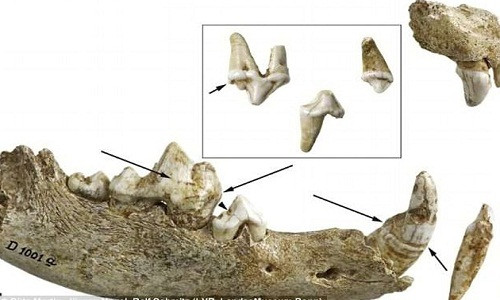 Các chuyên gia kiểm tra, xét nghiệm răng của con chó được chôn trong ngôi mộ cổ có niên đại 14.000 năm tuổi.
