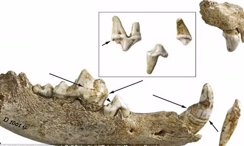 Các chuyên gia kiểm tra, xét nghiệm răng của con chó được chôn trong ngôi mộ cổ có niên đại 14.000 năm tuổi.