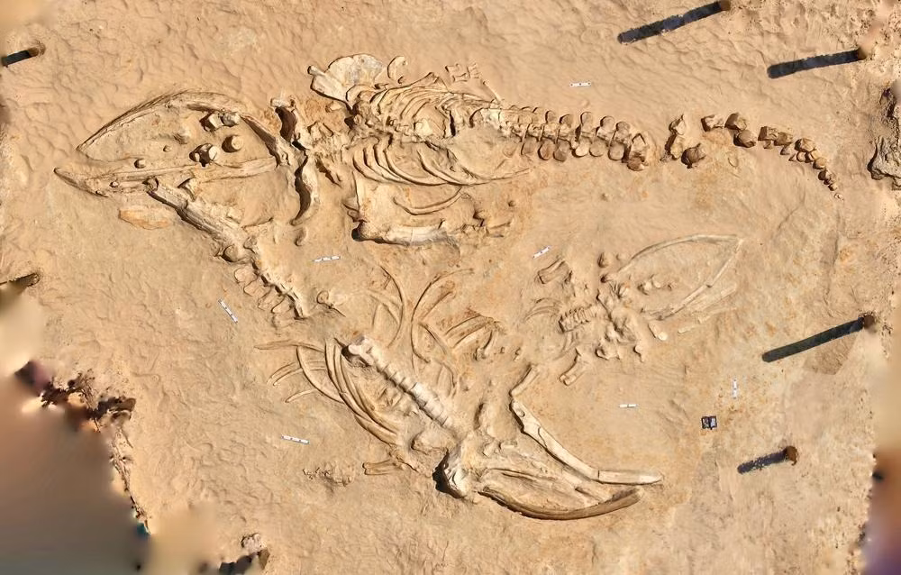 Một số chuyên gia suy đoán những con cá voi bị mất phương hướng và mắc cạn tại nghĩa địa cá voi khổng lồ trên. Chúng có thể chết và bị mắc kẹt bên trong sa mạc Atacama trong thời gian vài thiên niên kỷ.